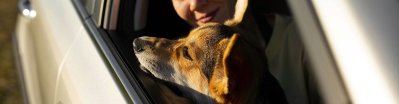 Quitar los pelos de perro en el coche