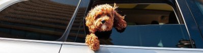 Coches de alquiler que admiten mascotas
