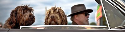 Coches de alquiler que admiten mascotas