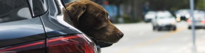 viajar-perro-coche