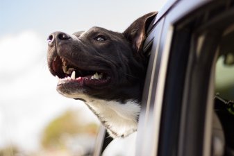 Cómo llevar un perro en el coche