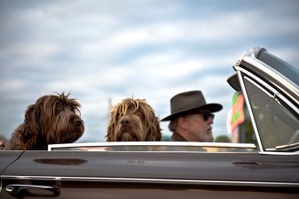 Viaja con tu perro en el coche de manera legal. ¡Te contamos cómo!
