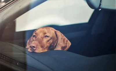 ¿Se puede dejar a un perro en el coche? Riesgos y Multas - Se puede dejar a un perro en el coche cuadrada 1 1