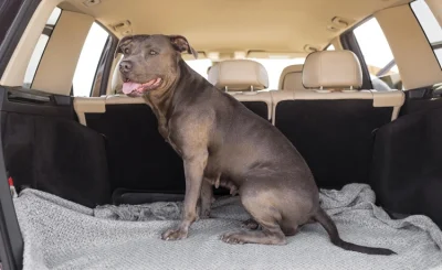 ¿Se puede dejar a un perro en el coche? Riesgos y Multas - Se puede dejar a un perro en el coche cuadrada 2