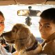 Quitar los pelos de perro en el coche