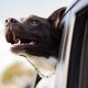 Cómo llevar un perro en el coche