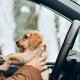 Coches de alquiler que admiten mascotas