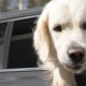 ¿Se puede dejar a un perro en el coche? Riesgos que pocos consideran
