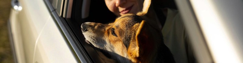 Quitar los pelos de perro en el coche