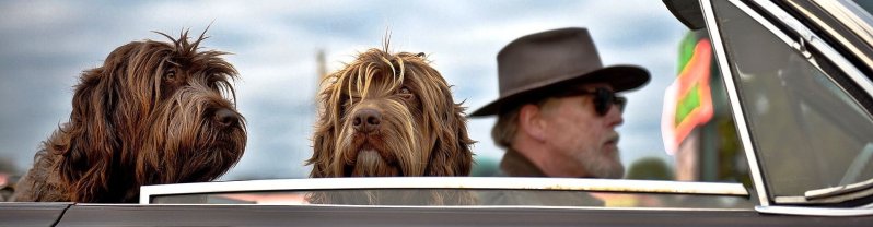 Coches de alquiler que admiten mascotas