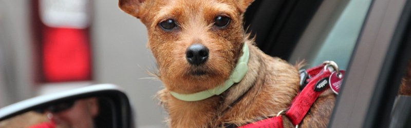 Cómo llevar un perro en el coche